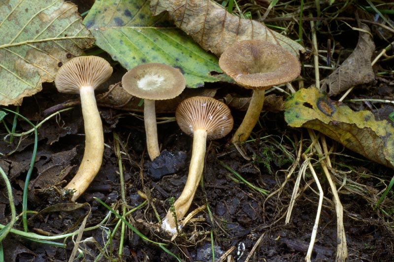 Lactarius occidentalis